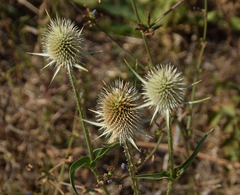 Dipsacus laciniatus