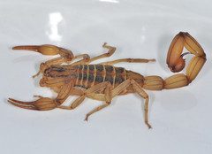 Centruroides elegans