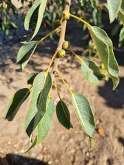 Ficus ilicina