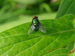 Lucilia illustris