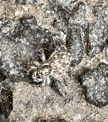 Menemerus bivittatus