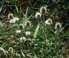 Dipsacus laciniatus