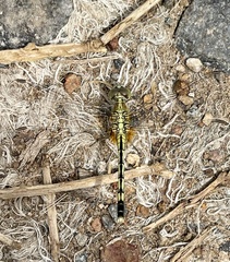 Diplacodes trivialis