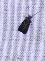 Dichomeris juncidella