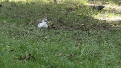 Columba livia domestica