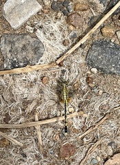 Diplacodes trivialis