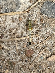 Diplacodes trivialis