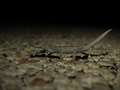 Strophurus strophurus