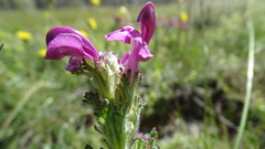 Pedicularis cenisia