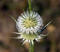 Dipsacus laciniatus