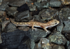 Diplodactylidae
