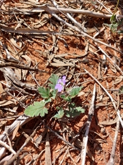 Erodium cygnorum
