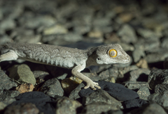 Strophurus strophurus