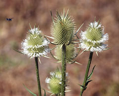 Dipsacus laciniatus