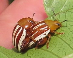 Calotheca