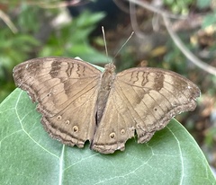 Junonia iphita
