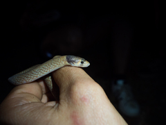 Pygopus nigriceps