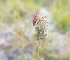 Alopecurus brachystachyus