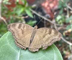 Junonia iphita