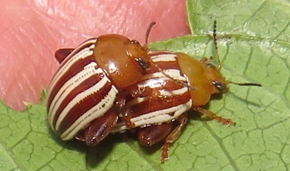Calotheca vittata