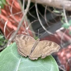 Junonia iphita