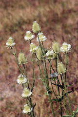 Dipsacus laciniatus