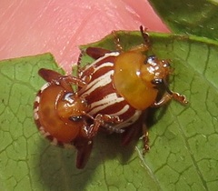 Calotheca