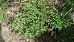 Laserpitium gallicum