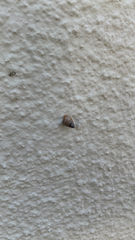 Bulimulus guadalupensis