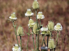 Dipsacus laciniatus