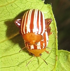 Calotheca