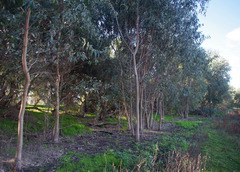 Eucalyptus camaldulensis × rudis