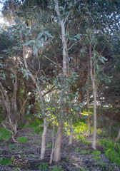 Eucalyptus camaldulensis × rudis