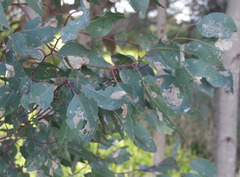 Eucalyptus camaldulensis × rudis