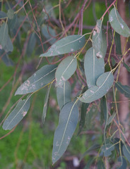 Eucalyptus camaldulensis × rudis