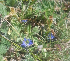 Gentiana squarrosa