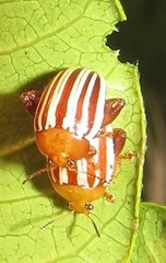 Calotheca