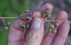 Eucalyptus camaldulensis × rudis