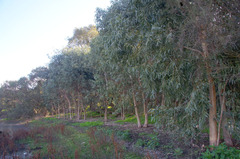 Eucalyptus camaldulensis × rudis