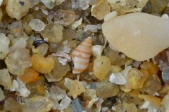 Cingula trifasciata