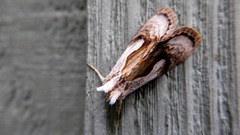 Chrysanympha formosa