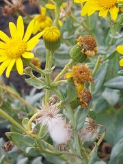 Senecio aetnensis