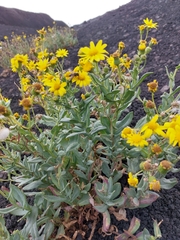 Senecio aetnensis