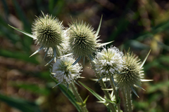 Dipsacus laciniatus