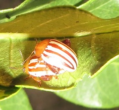 Calotheca