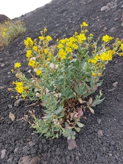 Senecio aetnensis