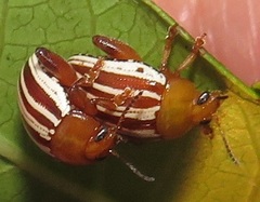 Calotheca