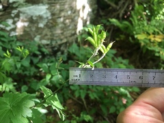 Aconitum noveboracense
