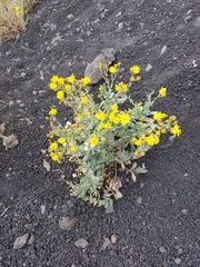 Senecio aetnensis