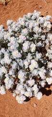 Helichrysum roseo-niveum